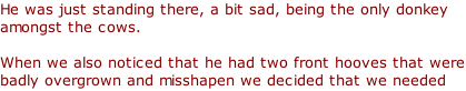 He was just standing there, a bit sad, being the only donkey amongst the cows.   When we also noticed that he had two front hooves that were badly overgrown and misshapen we decided that we needed