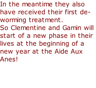 In the meantime they also have received their first de-worming treatment.  So Clementine and Gamin will start of a new phase in their lives at the beginning of a new year at the Aide Aux Anes!