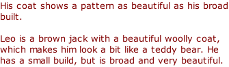 His coat shows a pattern as beautiful as his broad built.   Leo is a brown jack with a beautiful woolly coat, which makes him look a bit like a teddy bear. He has a small build, but is broad and very beautiful.