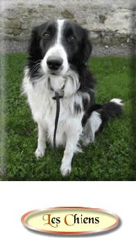 #Honden