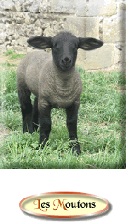#Schapen