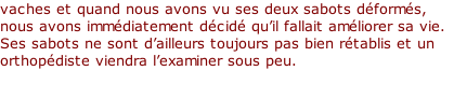 vaches et quand nous avons vu ses deux sabots déformés, nous avons immédiatement décidé qu’il fallait améliorer sa vie. Ses sabots ne sont d’ailleurs toujours pas bien rétablis et un orthopédiste viendra l’examiner sous peu.