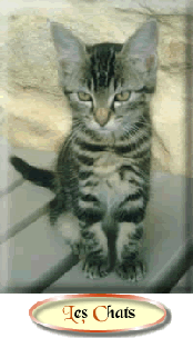 #Katten