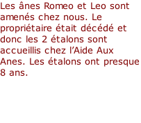 Les ânes Romeo et Leo sont amenés chez nous. Le propriétaire était décédé et donc les 2 étalons sont accueillis chez l’Aide Aux Anes. Les étalons ont presque 8 ans.