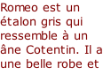 Romeo est un étalon gris qui ressemble à un âne Cotentin. Il a une belle robe et